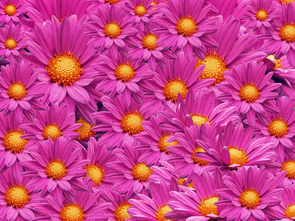 Dahlia flowers background — Stock Photo, Image