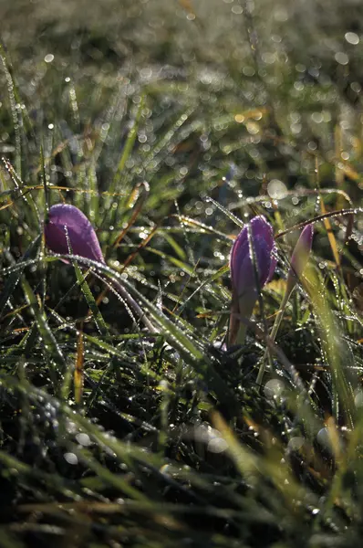 Fotografia szczegół wiosna łąka — Zdjęcie stockowe