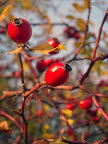 Photographie couleur de détail des baies rouges d'automne — Photo