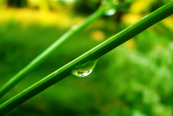 Fotografia makro krople deszczu na trawie — Zdjęcie stockowe