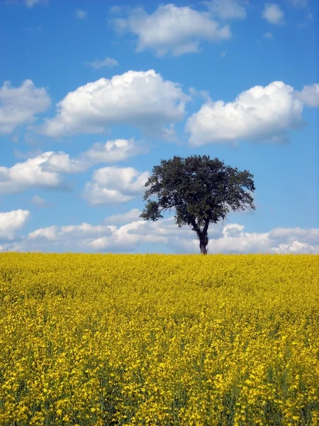 Old tree in oilseed rape flowers field — Stock Photo, Image