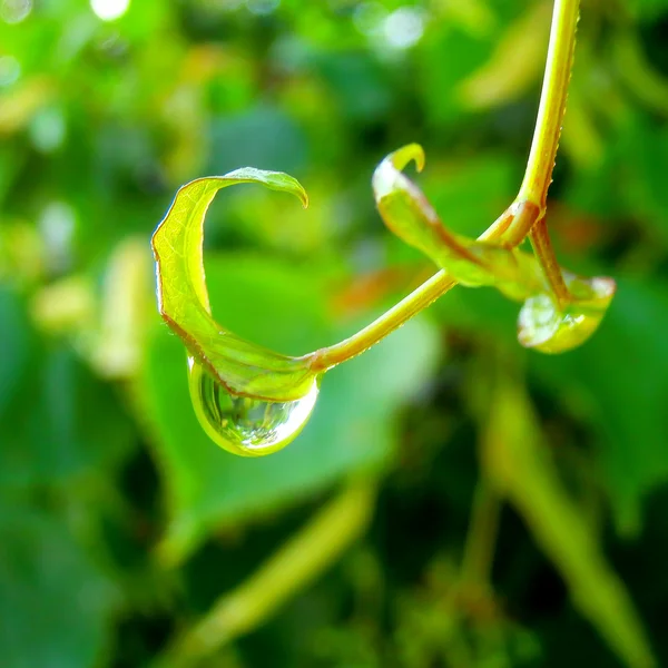 Macro photographie de gouttes de pluie sur la branche — Photo