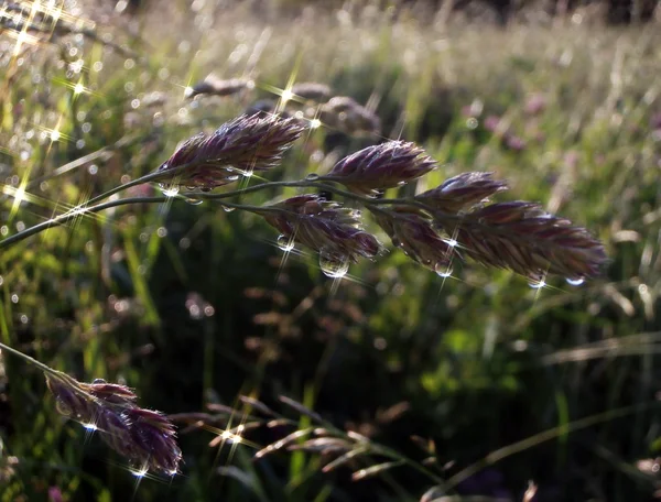 Makroaufnahmen von Regentropfen auf dem Gras — Stockfoto