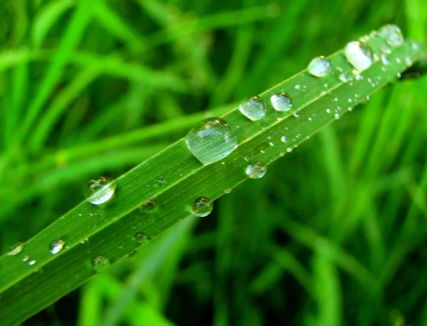 Detail photography of rain drops on green grass — Stock Photo, Image