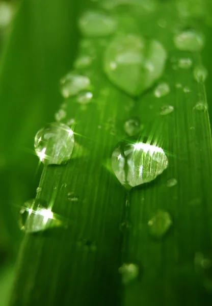 Fotografia detalhada de gotas de chuva na grama verde — Fotografia de Stock