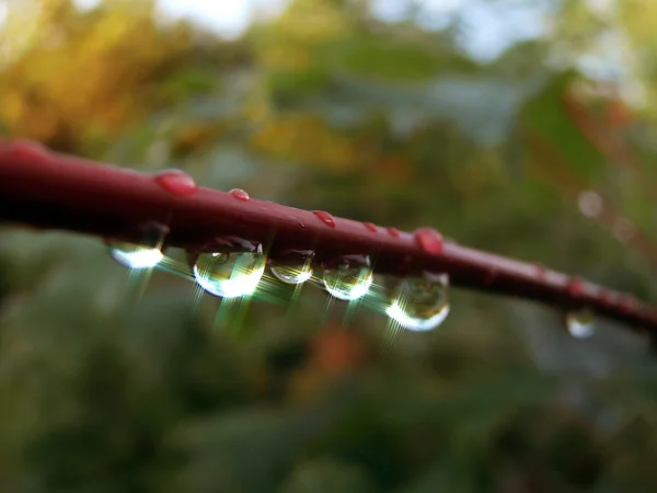 Macro photography of rain drops on thin tree branch — Stock Photo, Image