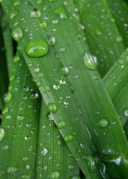 Fotografia macro de gotas de chuva na grama — Fotografia de Stock