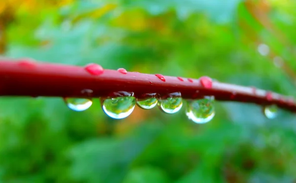 Fotografia macro de gotas de chuva em galhos de árvores finas — Fotografia de Stock