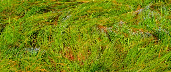 Grünes Gras im Detail — Stockfoto