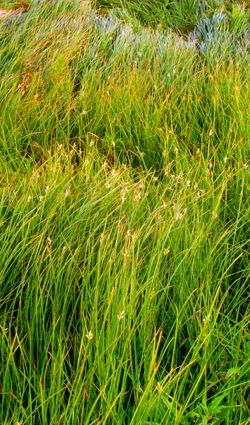 Zielona trawa w szczegółach — Zdjęcie stockowe