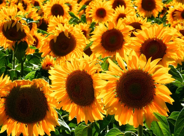 Färgfotografering av solros fält — Stockfoto