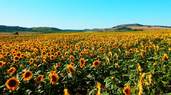 Color photography of sunflower field — Stock Photo, Image