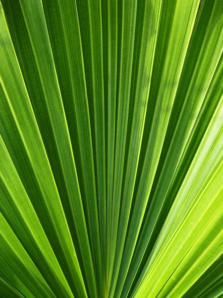 Folha de palma tropical verde em detalhe — Fotografia de Stock