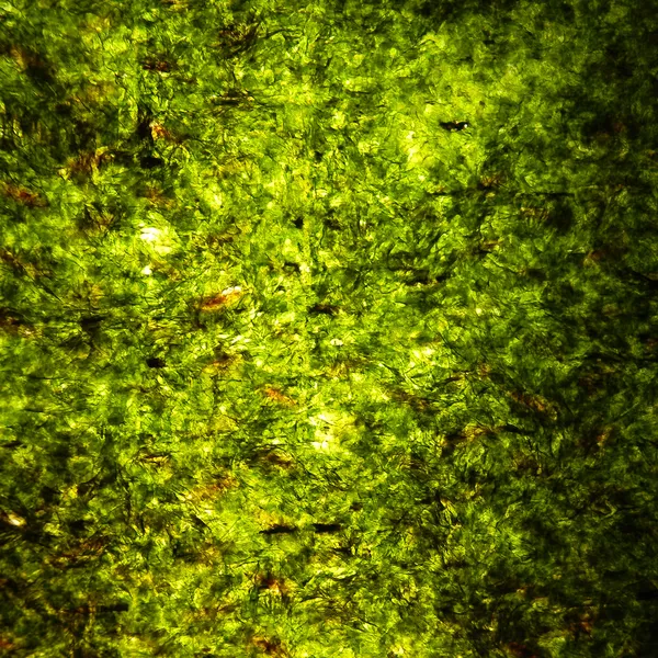 绿色海苔 — 图库照片