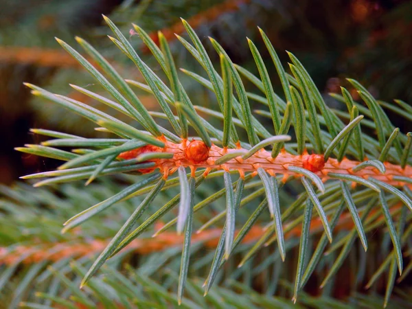 Detail photography of pine tree branch — Stock Photo, Image