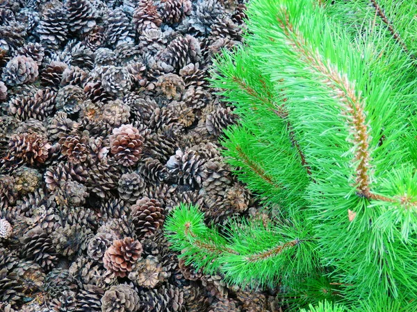 Detail photography of pine tree branch — Stock Photo, Image