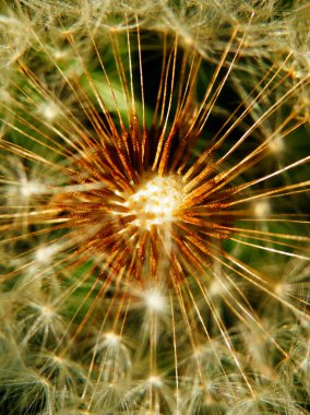 Karahindiba çiçeği detay