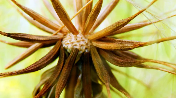 Dandelion flower detail — Stock Photo, Image