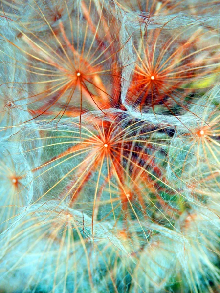 Macrofotografie van paardebloem zaden — Stockfoto