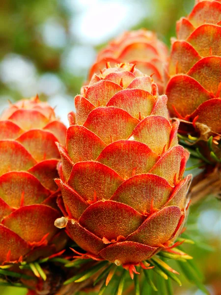 Detail photography of larch cones — Stock Photo, Image