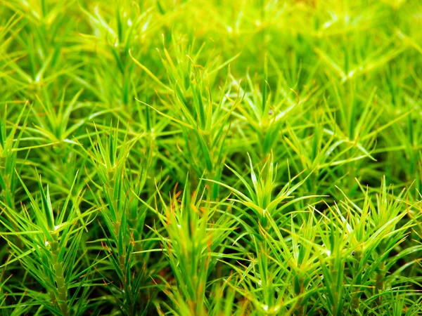 Szczegółów fotografii roślin zielonych — Zdjęcie stockowe