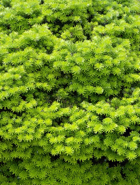 Detail photography of pine tree branch — Stock Photo, Image