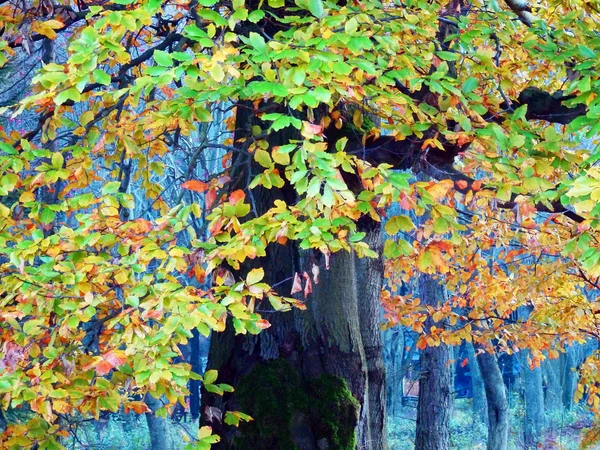 Jesienne drzewo bukowe — Zdjęcie stockowe