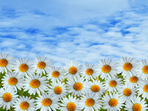 Daisy flowers and blue sky — Stock Photo, Image