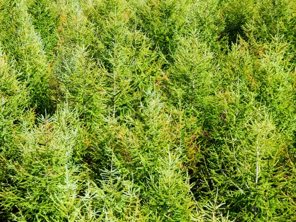 Detailaufnahmen von Thuja-Baum — Stockfoto