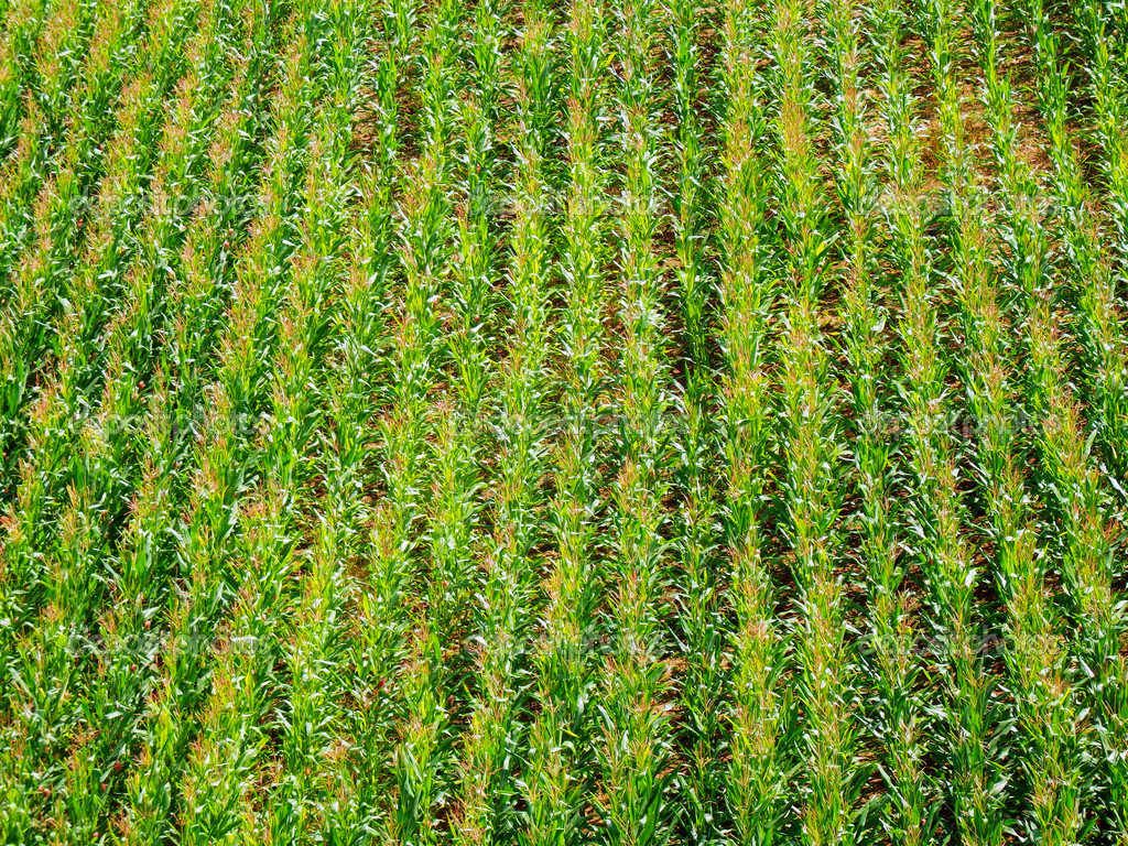Corn field — Stock Photo © pizla09 35234595