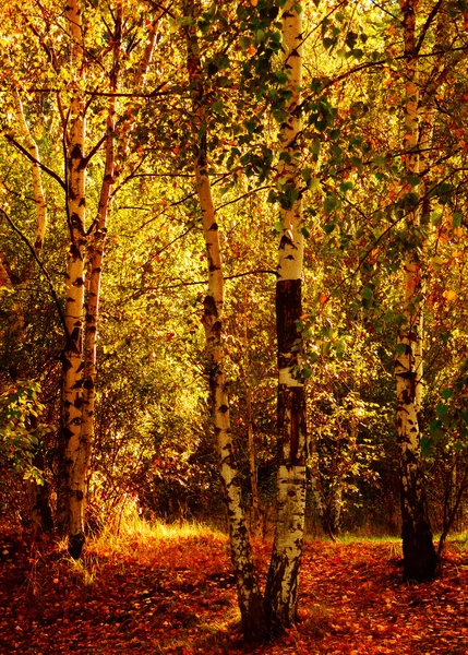 秋天的白桦树森林 — 图库照片