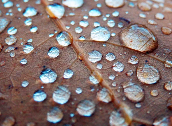 Gouttes de pluie sur feuille de chêne — Photo