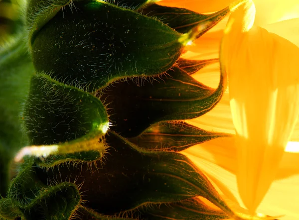 Macro photography of sunflower — Stock Photo, Image