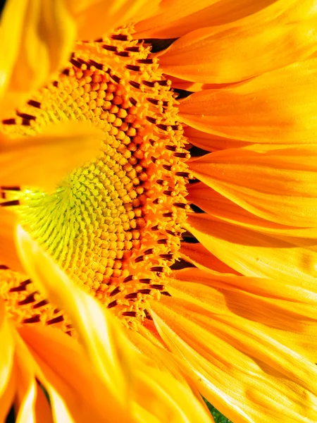 Macro photography of sunflower — Stock Photo, Image