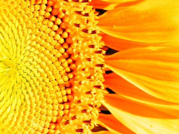 Macro photography of sunflower — Stock Photo, Image