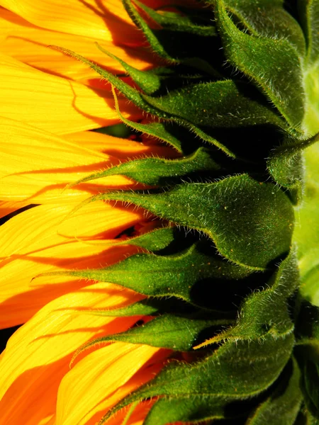 Macro photography of sunflower — Stock Photo, Image