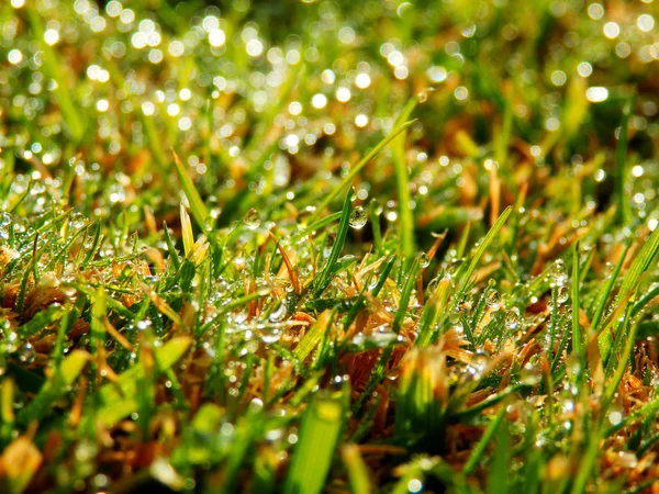详细摄影的雨落在草坪上 — 图库照片