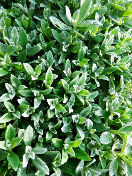 Detail photography of green leafs — Stock Photo, Image