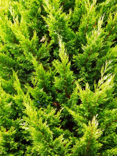 Detailaufnahmen von Thuja-Baum — Stockfoto