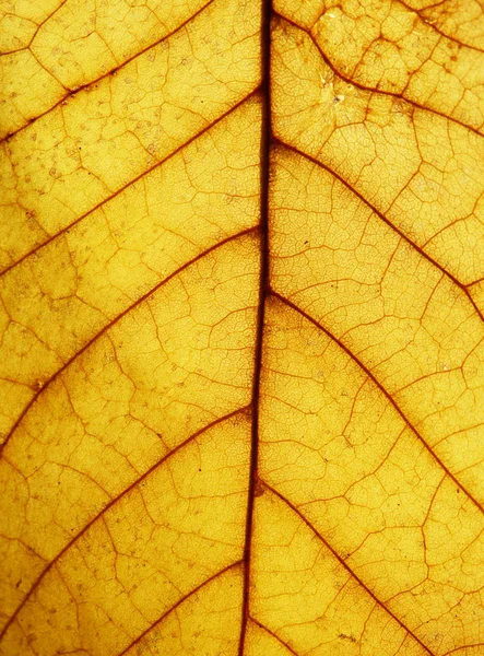 Μακρο φωτογραφία του φθινοπώρου φύλλα — Φωτογραφία Αρχείου