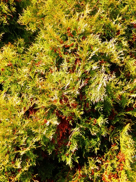 Detailaufnahmen von Thuja-Baum — Stockfoto