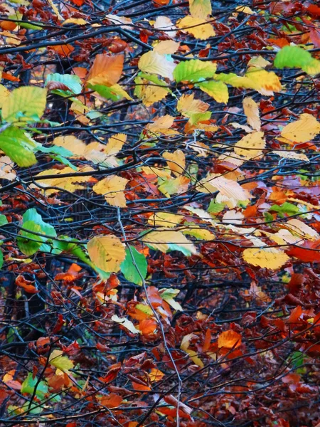 Photographie détaillée de l'arbre d'automne avec des feuilles de couleur — Photo