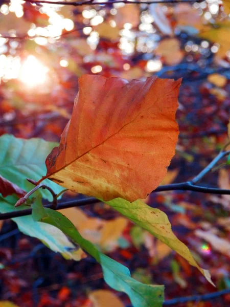 Detailaufnahmen des Herbstbaumes mit farbigen Blättern — Stockfoto