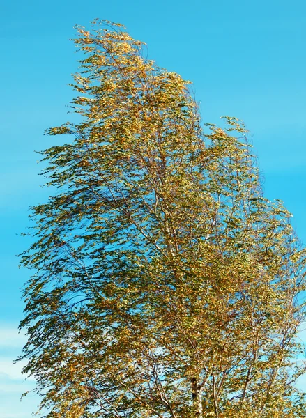 Detail photography of birch tree in the wind — Stock Photo, Image