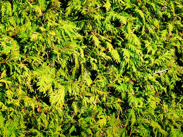 Detail photography of thuja tree — Stock Photo, Image