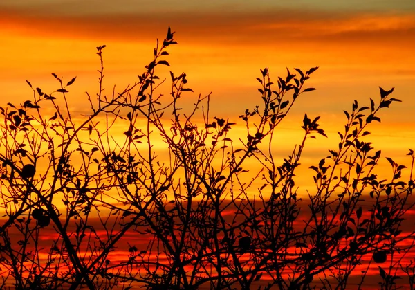 Naked autumn tree in sunset — Stock Photo, Image