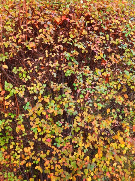 Abstract autumn background with color leafs — Stock Photo, Image