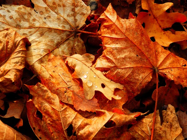 Abstract autumn background with color leafs — Stock Photo, Image