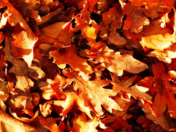 Abstract autumn background with color leafs — Stock Photo, Image