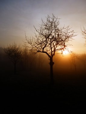 ağaç sunset